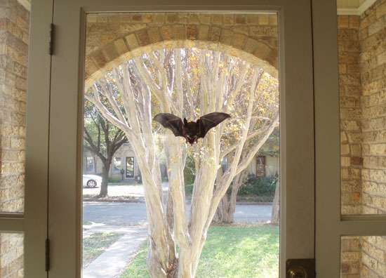 bat-in-window