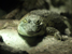 Animal Photography :: By Steve Hall Creative