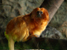Animal Photography :: By Steve Hall Creative