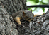 Animal Photography :: By Steve Hall Creative