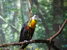 Animal Photography :: By Steve Hall Creative