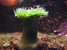 Underwater Photography :: By Steve Hall Creative